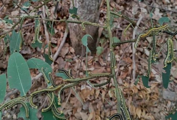 Loài sâu bò lúc nhúc trên cây nhìn thấy ghê nhưng là đặc sản núi rừng, ăn một lần nhớ mãi