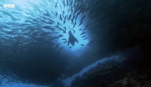 CLIP: Chiến thuật săn mồi tinh tế của sư tử biển