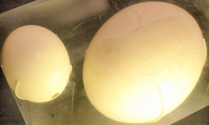 Quả trứng chim lớn nhất trong lịch sử