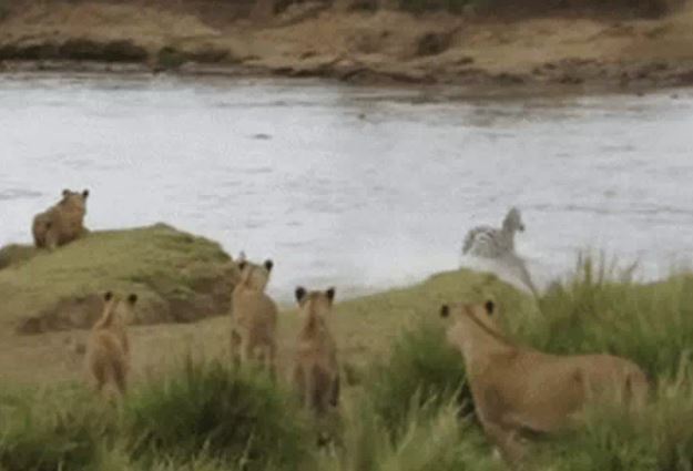 CLIP: Bị đàn sư tử phục kích, ngựa vằn có màn 'bẻ lái' ngoạn mục nhưng cái kết mới gây 'sốc'