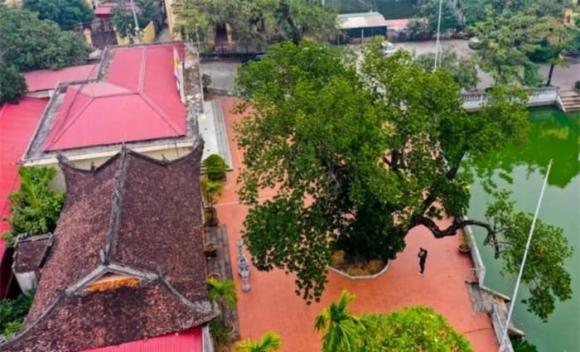 Cận cảnh cây mít cổ thụ hơn 500 tuổi được trồng trên đất 'đế vương' ở Cổ Loa, thuộc top 'cao niên' nhất Việt Nam