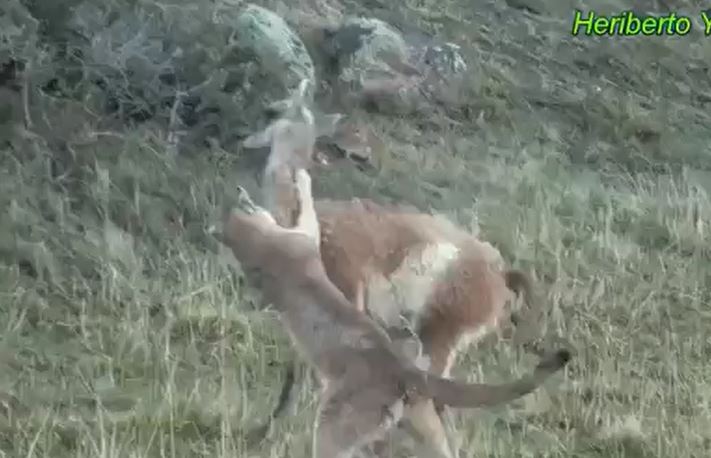 CLIP: Bị sư tử ngoạm chặt cổ, lạc đà Guanaco vẫn vùng dậy bỏ chạy và cái kết khó đoán