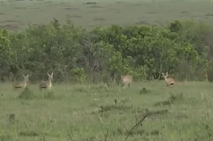 CLIP: Báo săn bứt tốc đuổi theo bầy linh dương Thomson nhưng nhận cái kết ê chề