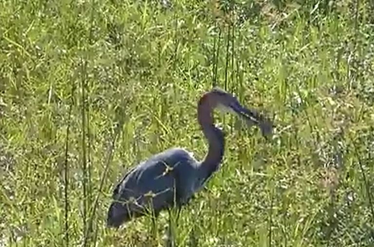 CLIP: Ớn lạnh trước cảnh cò Goliath ăn tươi nuốt sống cá sấu