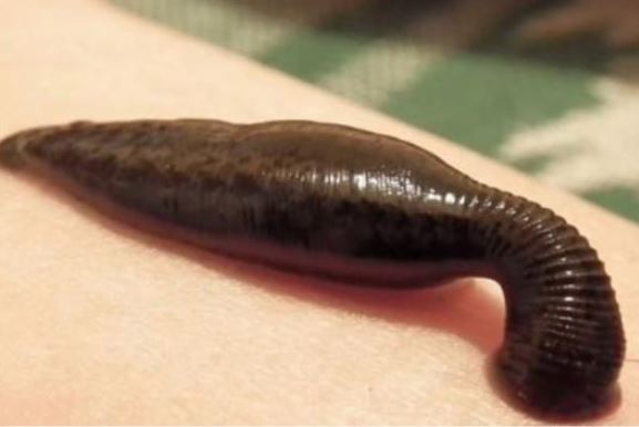 Quái vật ma cà rồng ở rừng nhiệt đới Amazon, có thể hút máu con người thành xác khô trong vài phút