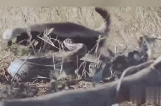 CLIP: Mãn nhãn trước màn tử chiến 'nảy lửa' của lửng mật và trăn đá