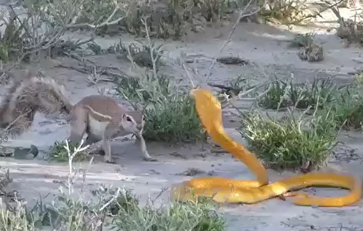 CLIP: Sóc mẹ liều mình tấn công rắn hổ mang vàng để bảo vệ đàn con và cái kết