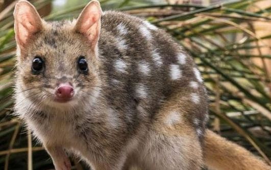 Loài động vật ăn thịt giao phối cho đến khi chết mới thôi! Tại sao lại lạ vậy?