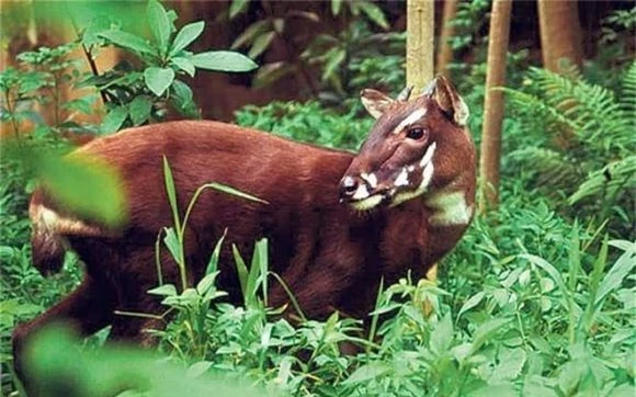 7 loài vật quý hiếm sắp tuyệt chủng, Đười ươi Bornean, Tê giác Sumatra, Thỏ Pika, Rái cá khổng lồ, Báo Amur, Cáo Darwin, Sao la 