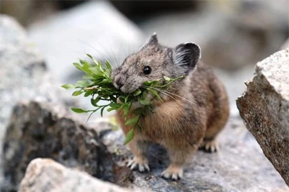 7 loài vật quý hiếm sắp tuyệt chủng, Đười ươi Bornean, Tê giác Sumatra, Thỏ Pika, Rái cá khổng lồ, Báo Amur, Cáo Darwin, Sao la 