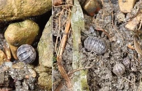 rận gỗ (mọt gỗ, Woodlouse), bọ dưa hấu