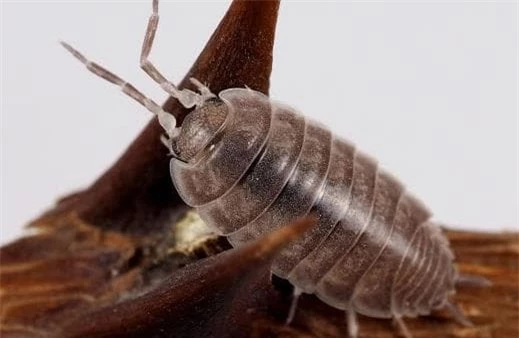 rận gỗ (mọt gỗ, Woodlouse), bọ dưa hấu