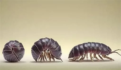 rận gỗ (mọt gỗ, Woodlouse), bọ dưa hấu