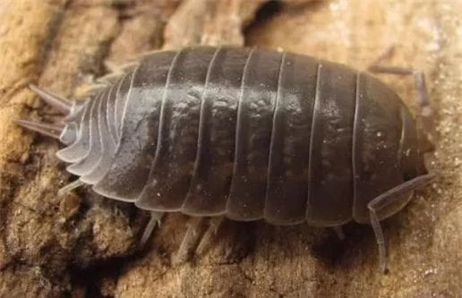 rận gỗ (mọt gỗ, Woodlouse), bọ dưa hấu