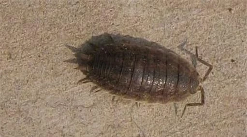 rận gỗ (mọt gỗ, Woodlouse), bọ dưa hấu