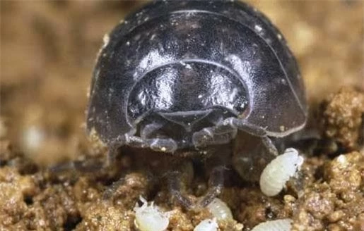 rận gỗ (mọt gỗ, Woodlouse), bọ dưa hấu