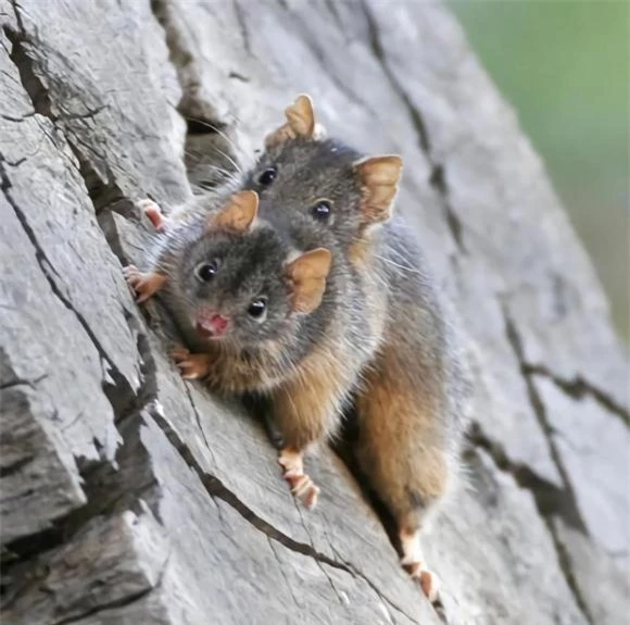  Antechinus, thú có túi, chuột chù, giao phối dài