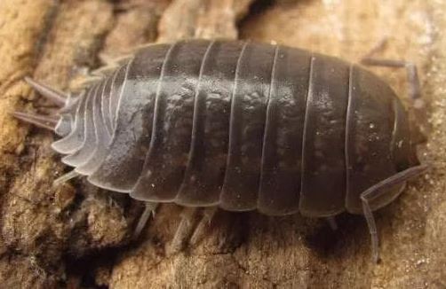 Loài côn trùng này thích sống trong các kẽ gạch ở nông thôn: Nhiều người ghét nó mà không biết đó là 'kho báu'