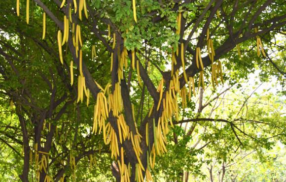 Loại trái cây kỳ lạ nhất thế giới! Nó trông giống hạt tiêu, có vị như chuối và thậm chí có thể dùng làm nến