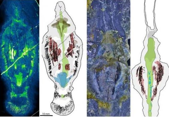 Khám phá mang tính đột phá: Nửa tỷ năm trước, loài 'giun khổng lồ' này đã từng thống trị đại dương