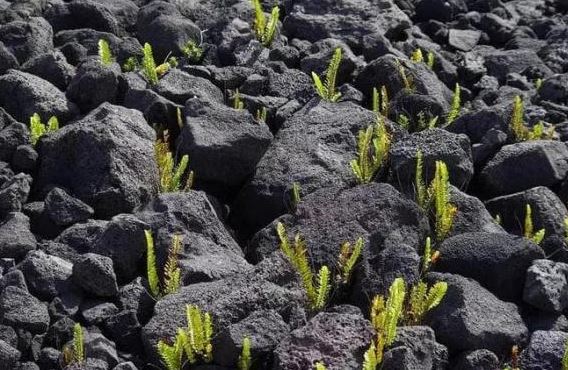 Phép màu từ núi lửa: Nước từ núi lửa sinh ra những loài thực vật quý hiếm và những bông hoa nhỏ màu trắng với trái tim màu vàng thật lộng lẫy!