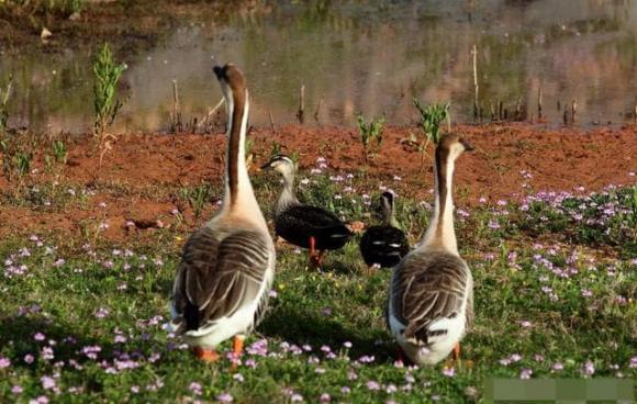 Tại sao đàn ngỗng luôn bay theo đội hình “V” hoặc “xương cá”? Không phải để trông đẹp mà là để tiết kiệm năng lượng