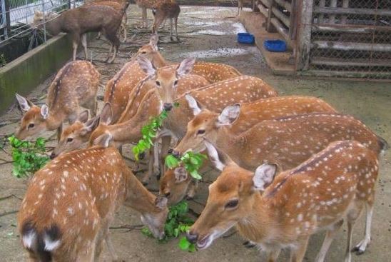 Bỏ việc lương cao, về quê 'cưa sừng' loài vật quý, anh nông dân thu lãi 500 triệu đồng mỗi năm