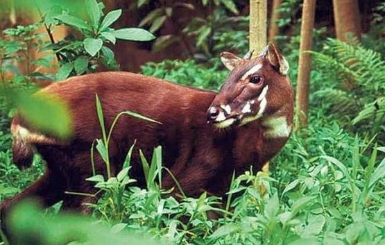 Khám phá 7 loài vật quý hiếm sắp tuyệt chủng: Việt Nam sở hữu một loài vô giá