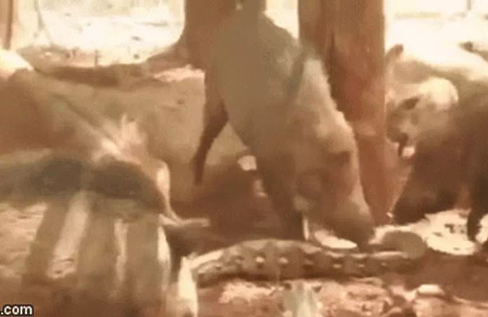 CLIP: Trăn gấm nhận cái kết cực 'đắng' khi xâm phạm lãnh thổ của lợn rừng