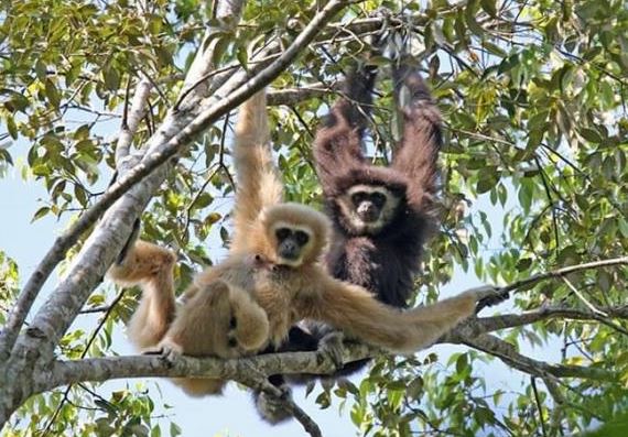 Loài vượn quý hiếm thứ 2 thế giới xuất hiện tại Việt Nam, có tên trong sách đỏ, từng suýt bị tuyệt chủng