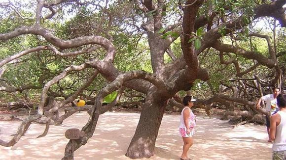 Cây điều 1.000 năm tuổi, lớn nhất thế giới, có diện tích khoảng 8.000 mét vuông