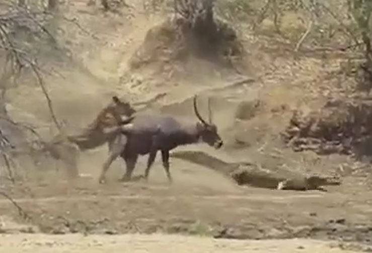CLIP: Tóm gọn được linh dương, cá sấu vội vã bỏ chạy khi con vật này xuất hiện