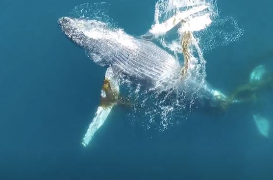 Cá voi lưng gù vừa tạo ra kỷ lục mới, khiến nhà khoa học ‘sốc’ vì bơi qua tận ba đại dương chỉ để tìm ‘bạn tình'