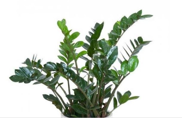 Tưới cây kim tiền thế nào để luôn xanh tốt, lá bóng mượt và không lo úng rễ?