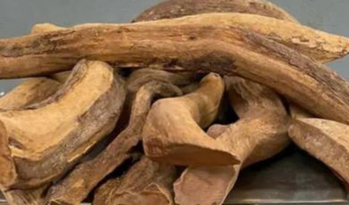 Việt Nam có 1000 cây gỗ quý được xem như báu vật, một khúc gỗ có thể giá tiền tỷ, đó là gỗ gì?