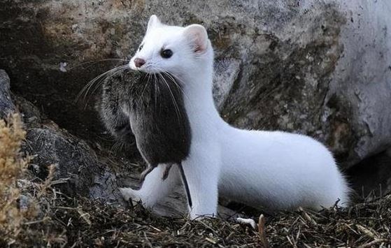 Xuất hiện “quái vật ăn não” dài chưa đầy 20 cm và ăn thịt 3.000 con chuột mỗi năm?