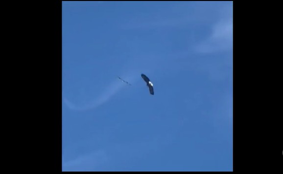 CLIP: Cuộc chiến khốc liệt giữa chúa tể bầu trời với chim ưng biển, cái kết đầy bất ngờ