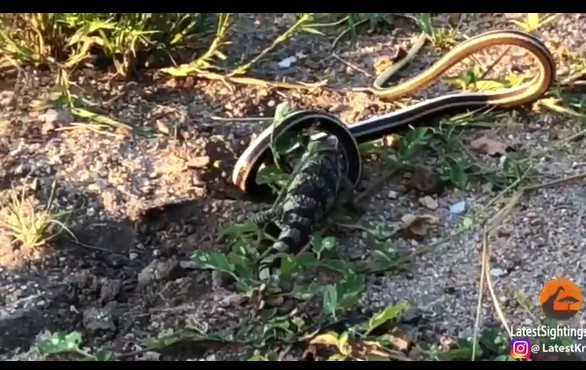 CLIP: Rắn cát bụng vàng tung đòn "lốc xoáy", kỳ đà đáp trả đầy bản lĩnh trong trận chiến sinh tồn kịch tính