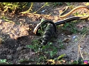 CLIP: Rắn cát bụng vàng tung đòn "lốc xoáy", kỳ đà đáp trả đầy bản lĩnh trong trận chiến sinh tồn kịch tính
