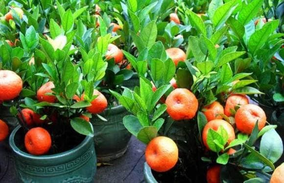 &#x102;n xong &#x111;&#x1EEB;ng v&#x1EE9;t 4 lo&#x1EA1;i h&#x1EA1;t n&#xE0;y, v&#xF9;i h&#x1EA1;t xu&#x1ED1;ng &#x111;&#x1EA5;t v&#xE0; gieo tr&#x1ED3;ng &#x111;&#x1EC3; s&#x1EDF; h&#x1EEF;u ch&#x1EAD;u c&#xE2;y c&#x1EA3;nh &#x111;&#x1EAF;t gi&#xE1;