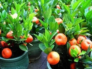 Ăn xong đừng vứt 4 loại hạt này, vùi hạt xuống đất và gieo trồng để sở hữu chậu cây cảnh đắt giá