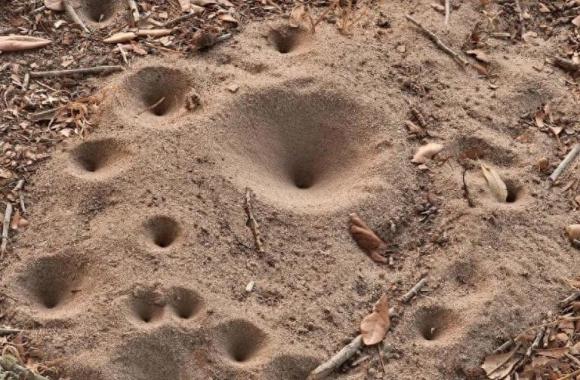 'Sát thủ' đáng sợ ẩn nấp dưới đáy cát này là cơn ác mộng của loài kiến, nó có thể sống được năm hoặc sáu năm nhưng không có hậu môn