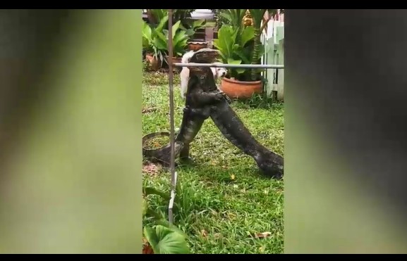 CLIP: Kỳ đà "đại chiến" như võ sĩ MMA ngay trong vườn nhà