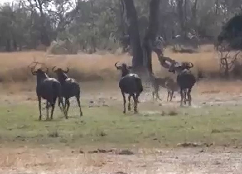 CLIP: Xâm nhập địa bàn của linh dương đầu bò, 2 con báo săn bị con mồi đuổi chạy 'té khói'