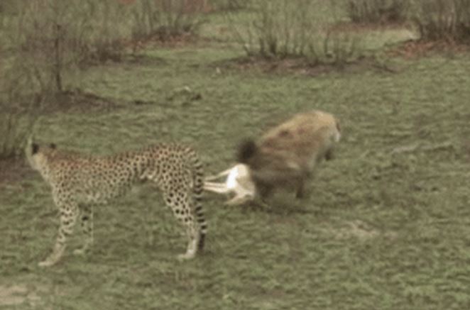 CLIP: Linh dương Impala giả chết, đánh lừa báo săn và linh cẩu nhưng cái kết mới gây chú ý