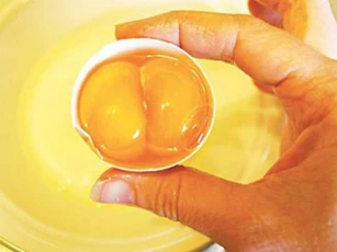 Ăn trứng gà 2 lòng đỏ hên hay xui? Hãy xem chuyên gia giải đáp