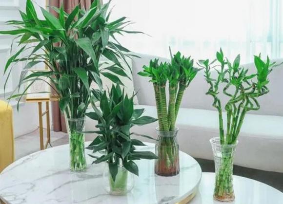 Muốn cây phát lộc xanh tốt? Đừng quên bổ sung một ít 'dung dịch dinh dưỡng' này để bộ rễ khỏe, lá xanh mướt