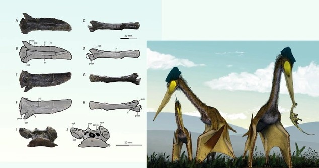 Quái vật bay khoa học chưa từng ghi nhận lộ diện ở Nhật Bản