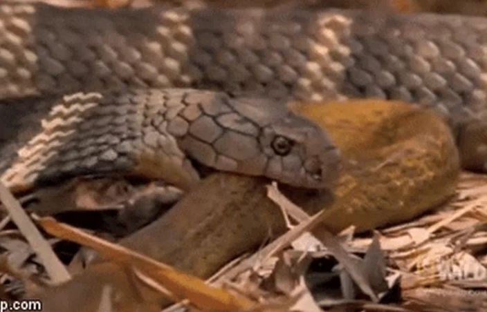 CLIP: Ớn lạnh trước khoảnh khắc rắn hổ mang chúa đi săn rồi xơi tái rắn chuột