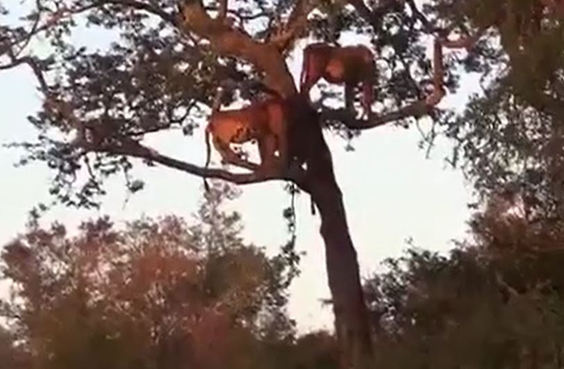 CLIP: 3 con sư tử sợ hãi trốn trên cây khi bị bầy linh cẩu tấn công